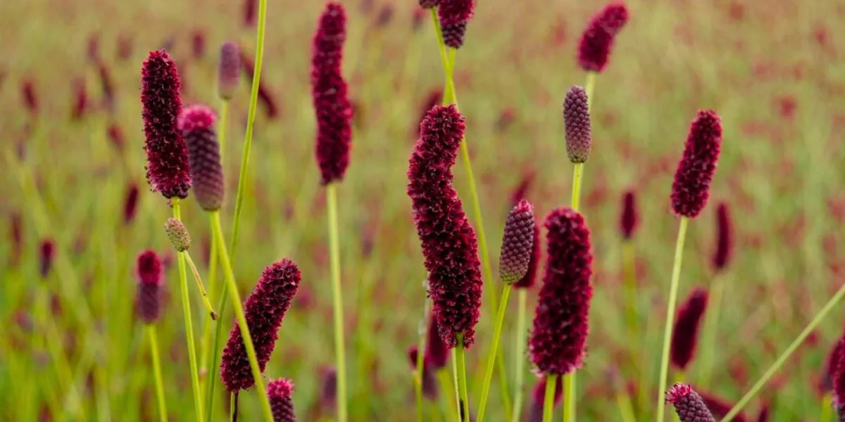 Sanguisorba officinalis Big Dream Select by BD Flowers