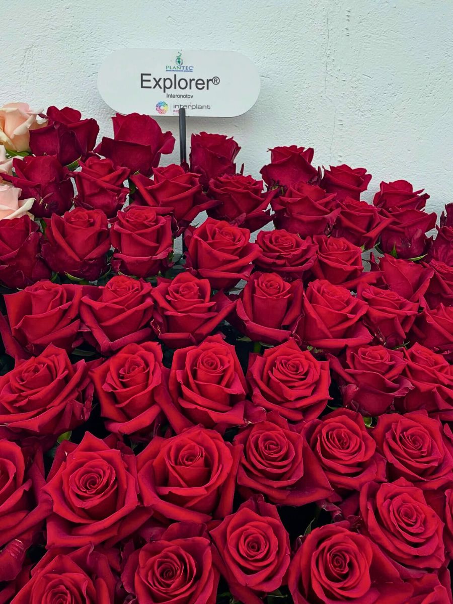 Explorer roses