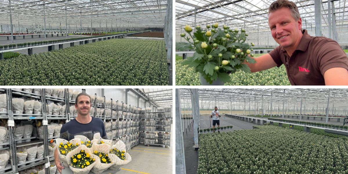 Sollinea in greenhouse with Peter van Delft Sollinea in greenhouse with Peter van Delft