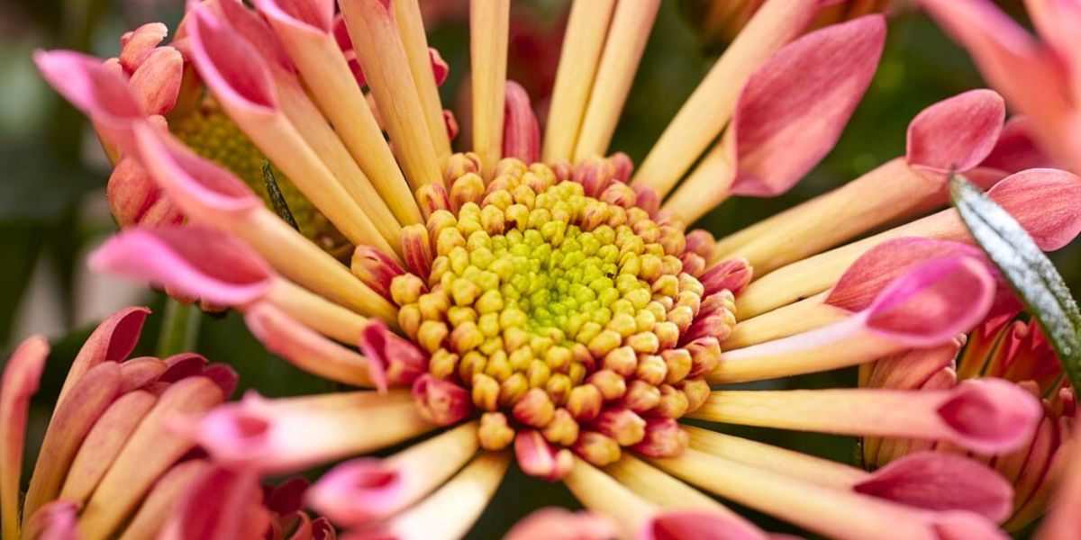 Sollinea Pink Blush close up by Royal Van Zanten