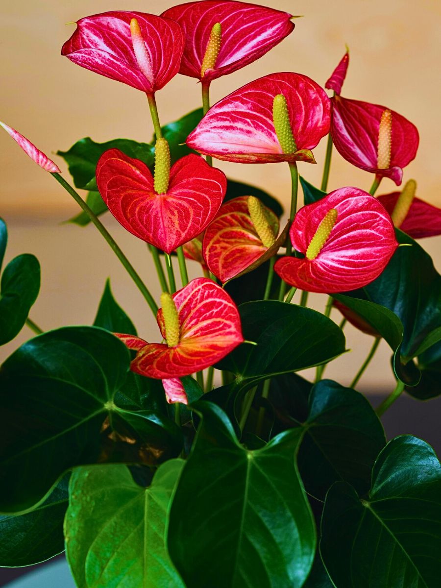 Lily Anthuriums, also commonly called flamingo flower plant, tailflower, or pigtail plant. Photo by @plantsforpets