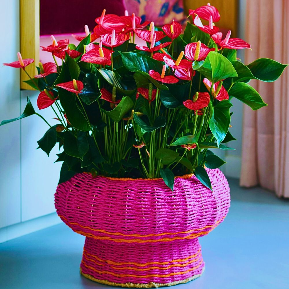 beautiful vase to hold these anthurium plants with dark green leaves