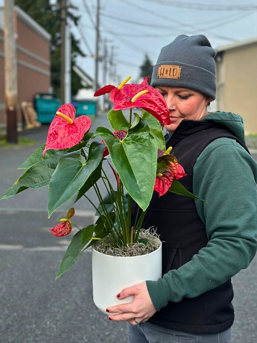 high humidity environment is the perfect condition for this anthurium species