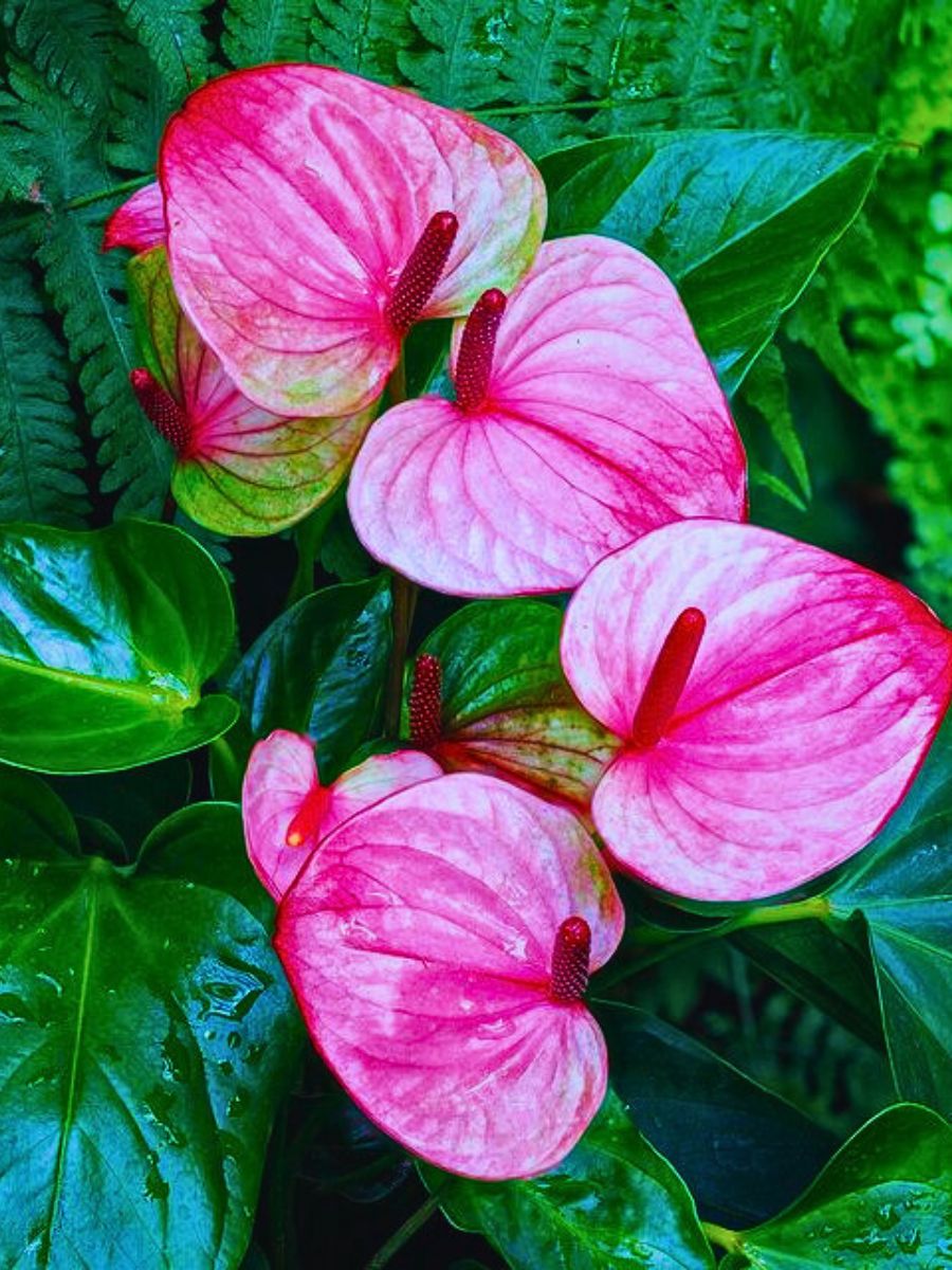 typical anthurium flowers of the flamingo plant - a popular indoor plant