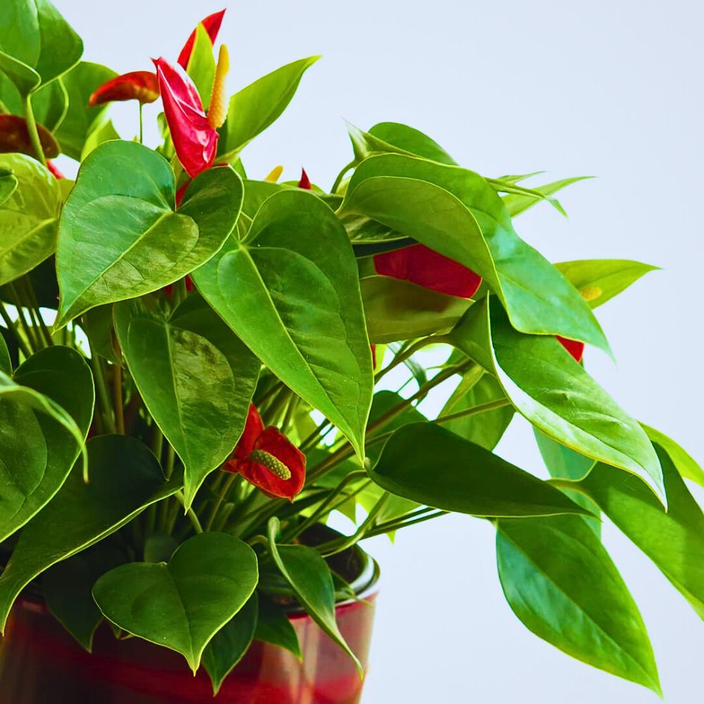 These anthurium plants carry long lasting blooms and being from tropical rainforests natural environment, they survive well in soggy soil and are best for indoor gardening