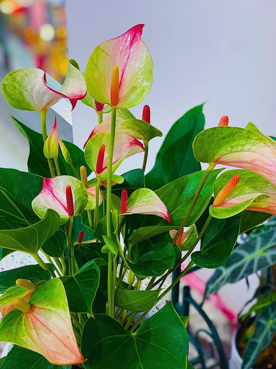 yellow white and green shades of the beautiful leaves - anthurium plants in a garden setting