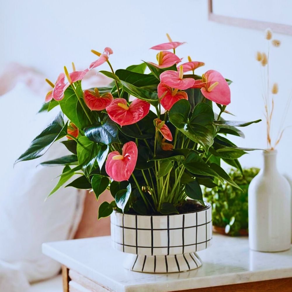 anthurium lily in a modern vase