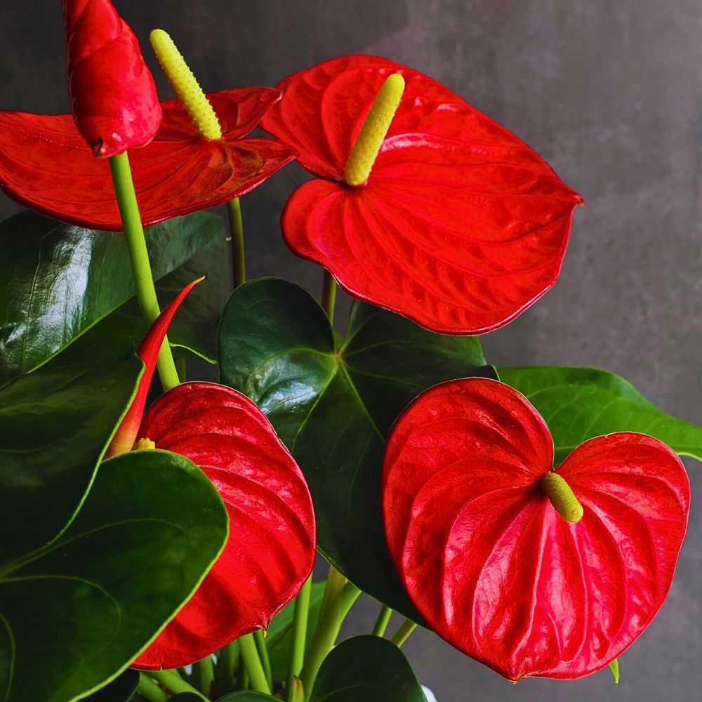 How to Grow and Care for Lily Anthurium a.k.a Flamingo Flower