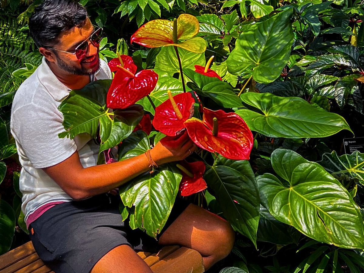 heart shaped leaves of these anthurium plants