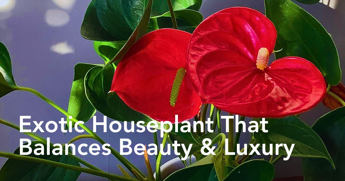 Flamingo Flower Plant, Also Called Lily Anthurium or Anthurium Andraeanum - Thursd Article Header Image