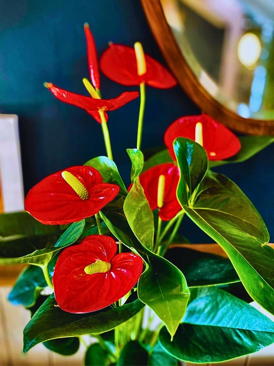 bright flowers of anthurium lily