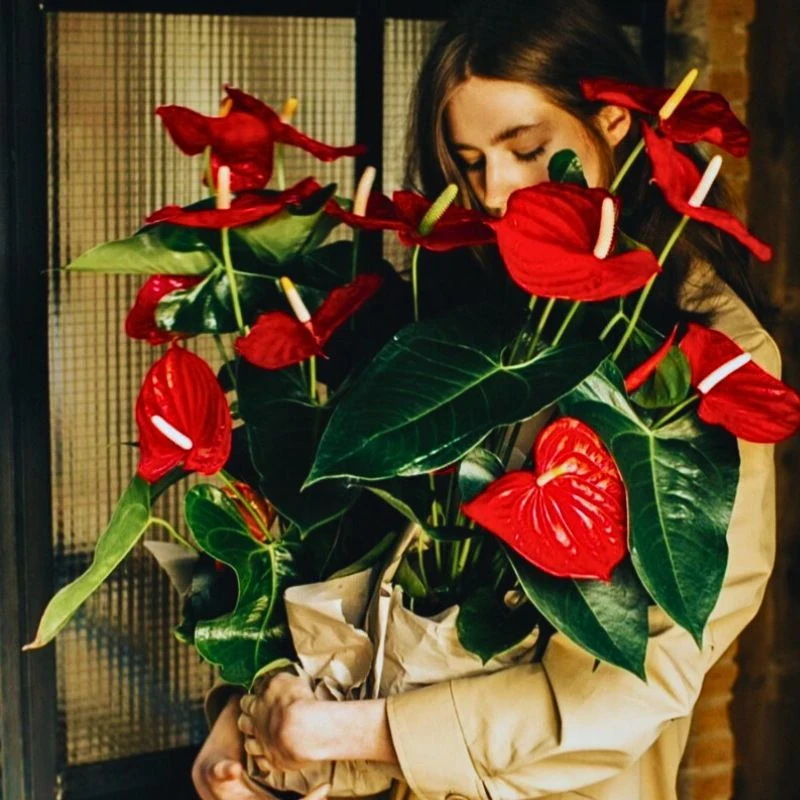 Flamingo Flower Plant, Also Called Lily Anthurium or Anthurium Andraeanum - Thursd Article