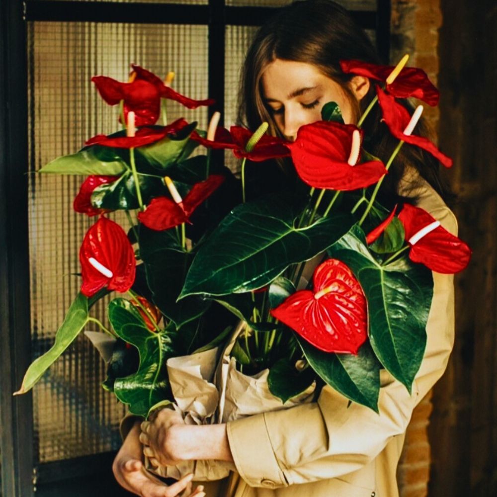woman holding a bunch of Anthurium andraeanum with deep green leaves