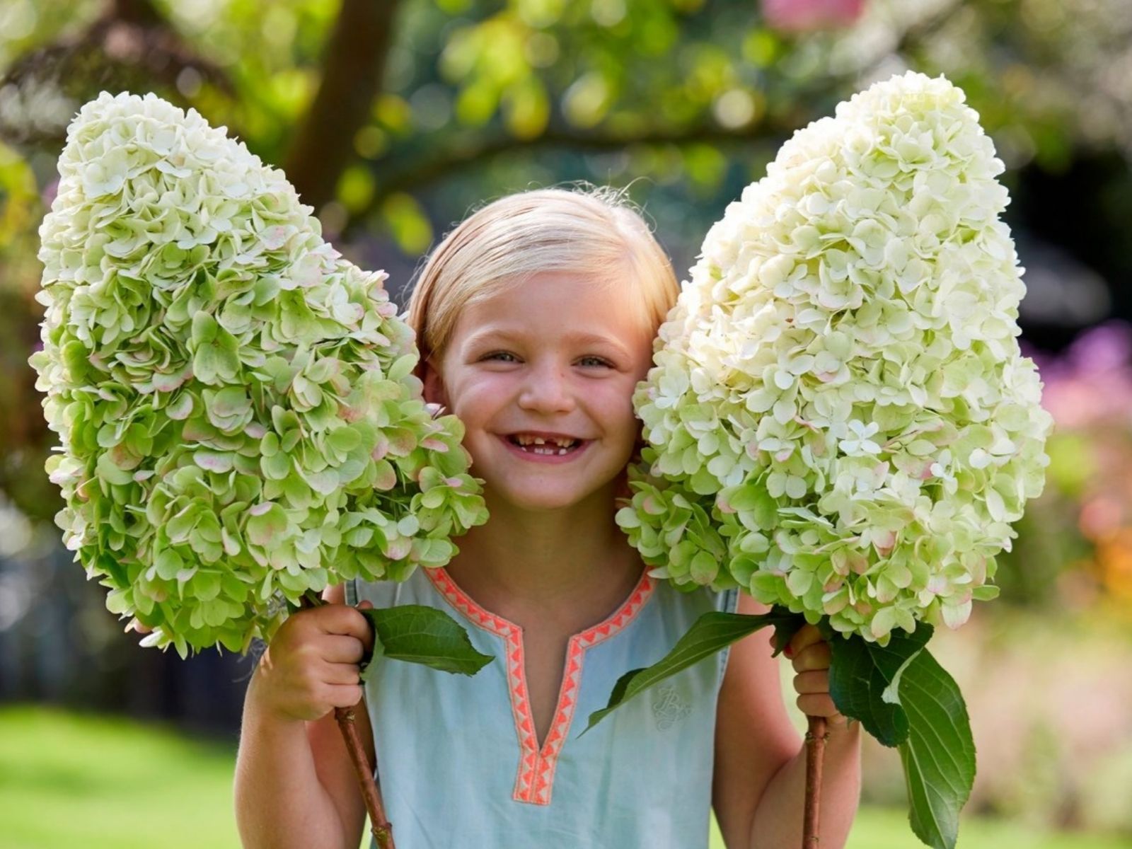 Game Changers Alert - Peter van Rijssen - Blogger on Thursd. - Hydrangea paniculata Hercules