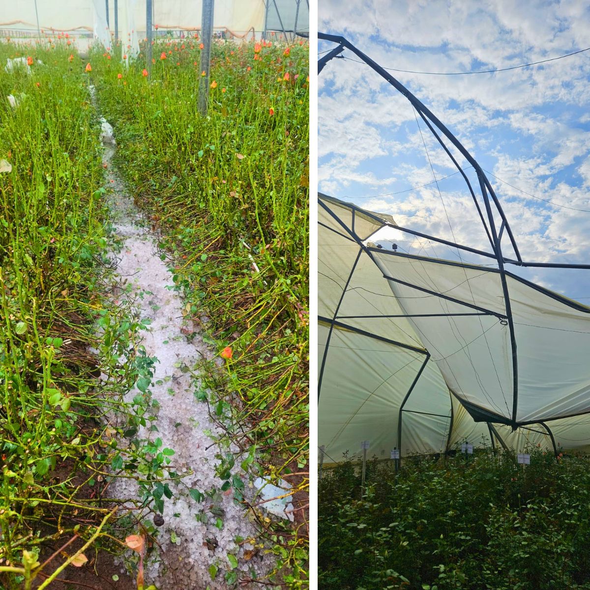 De Ruiter Supports Floriculture in Ethiopia After Storm Damage