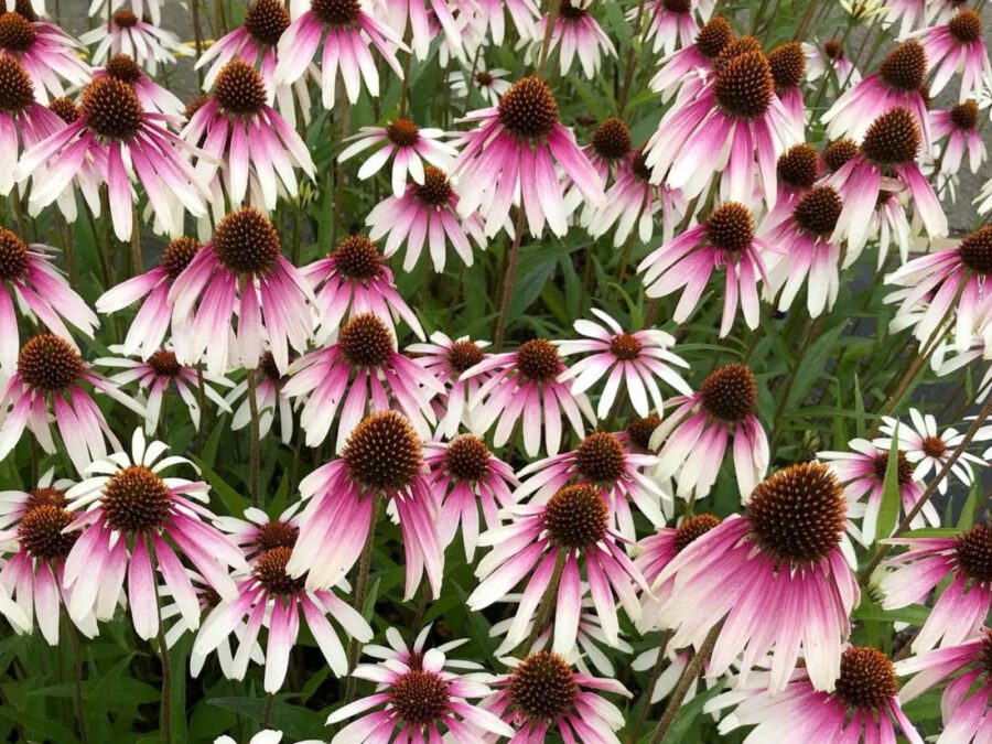 Game Changers Alert - Peter van Rijssen - Blogger on Thursd. - Echinacea Pretty Parasols