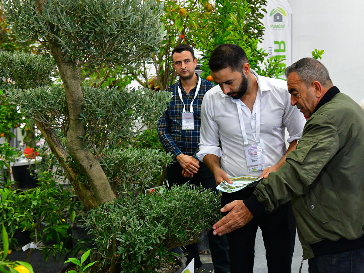 Landscape Istanbul Fair 2024 Two men olive tree