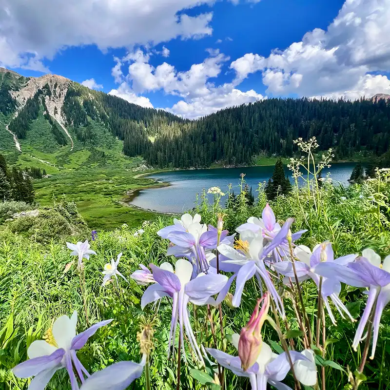 Peter Ault mountain view with flowers
