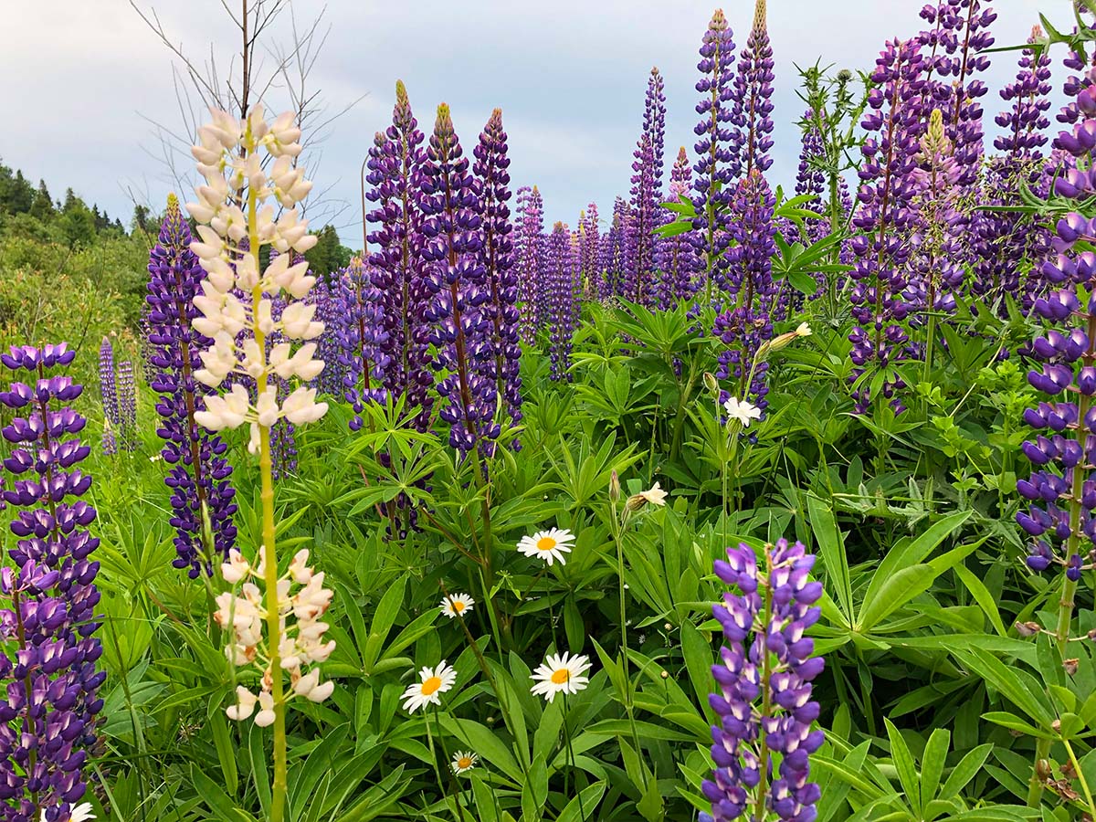 Peter Ault purple and white Lupines
