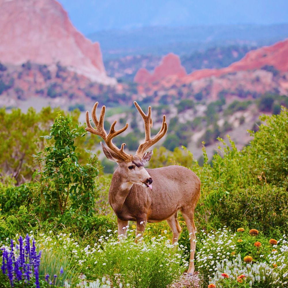 National Wildlife Day Highlights the Importance of Animals in the Sustainability of Nature
