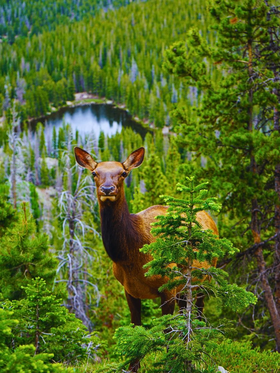 National Wildlife Day Highlights the Importance of Animals in the Sustainability of Nature