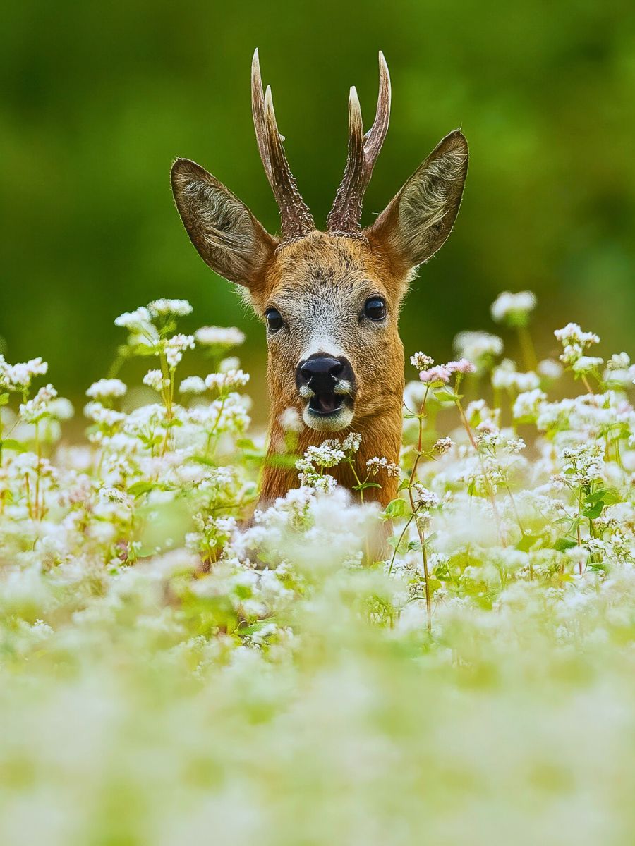 National Wildlife Day Highlights the Importance of Animals in the Sustainability of Nature