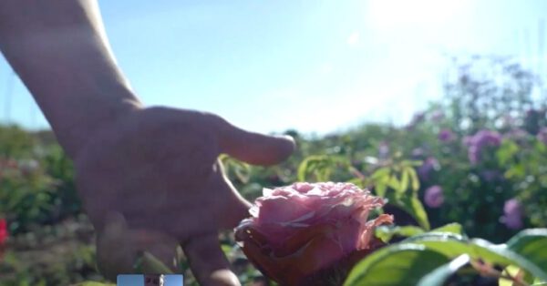 The Flowers Chain - Mikala Forcellini on Thursd. - Scene rose at the field