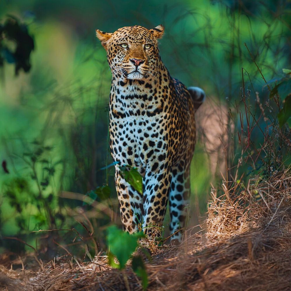National Wildlife Day Highlights the Importance of Animals in the Sustainability of Nature