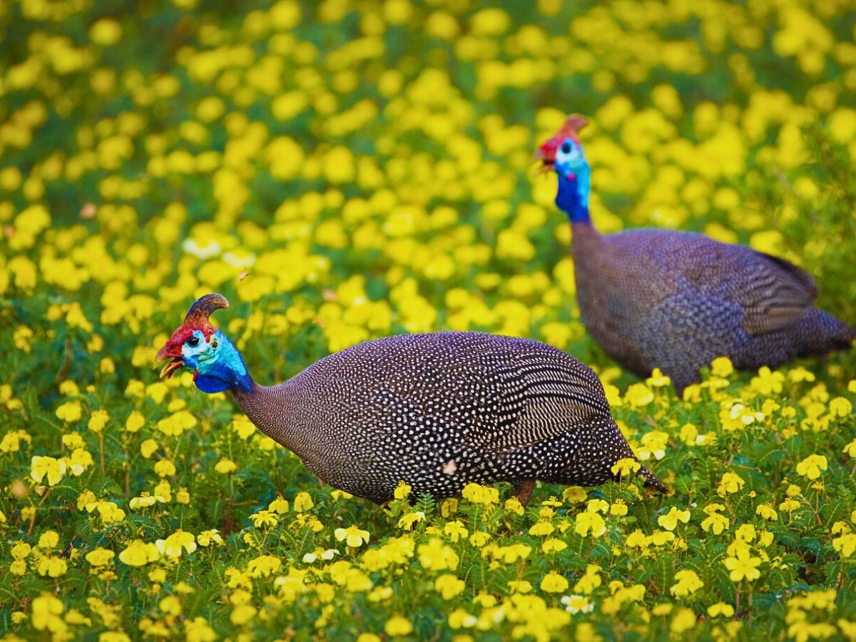 National Wildlife Day Highlights the Importance of Animals in the Sustainability of Nature