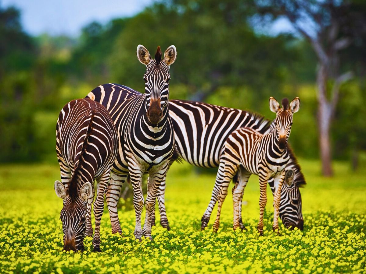 National Wildlife Day Highlights the Importance of Animals in the Sustainability of Nature