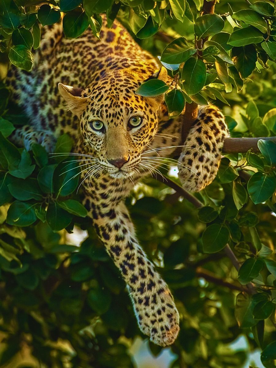 National Wildlife Day Highlights the Importance of Animals in the Sustainability of Nature