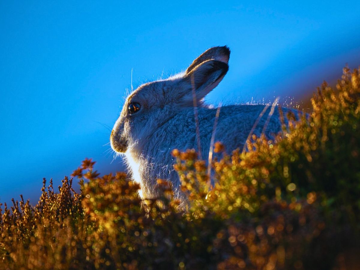 National Wildlife Day Highlights the Importance of Animals in the Sustainability of Nature - Thursd Article