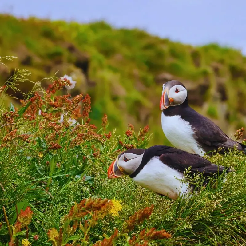 National Wildlife Day Highlights the Importance of Animals in the Sustainability of Nature - Thursd Article