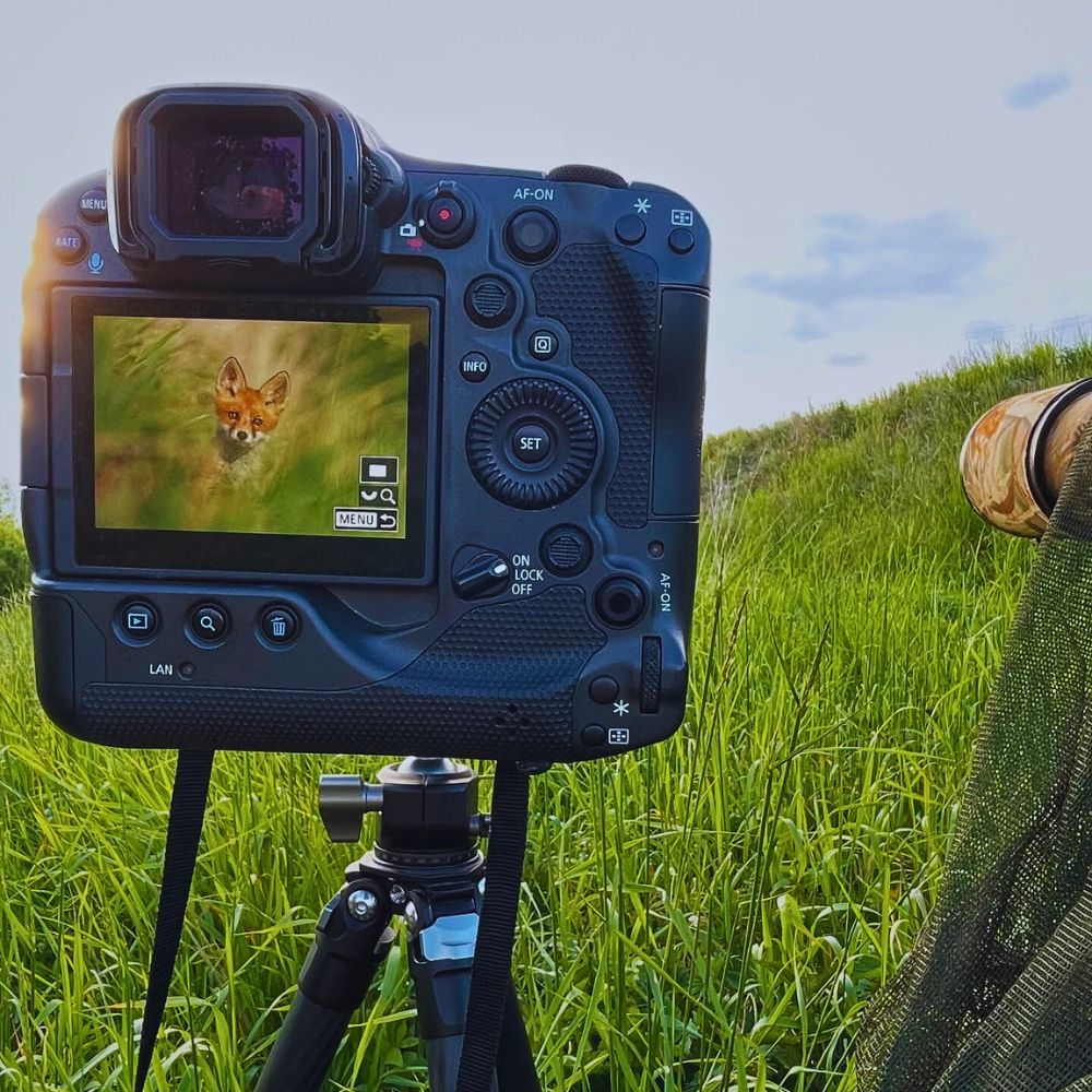 National Wildlife Day Highlights the Importance of Animals in the Sustainability of Nature - Thursd Article