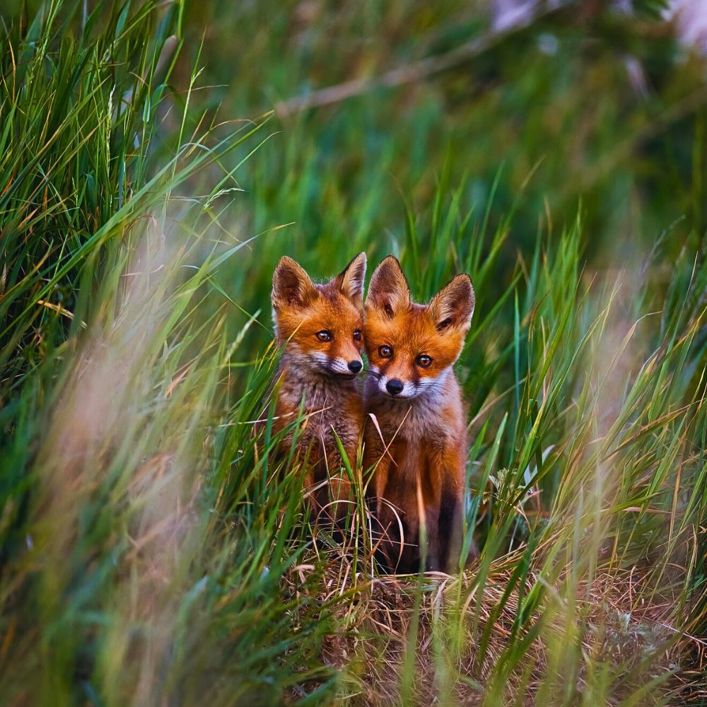 National Wildlife Day Highlights the Importance of Animals in the Sustainability of Nature - Thursd Article