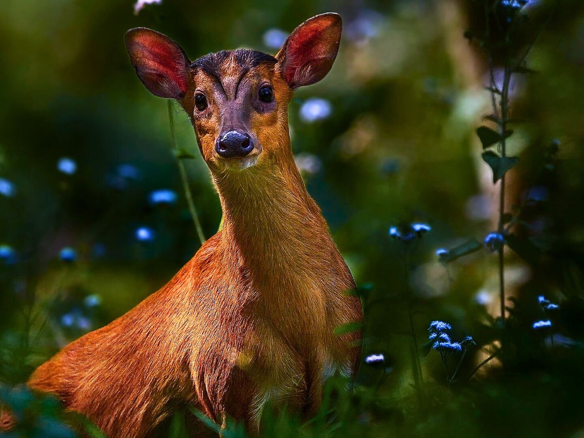 National Wildlife Day Highlights the Importance of Animals in the Sustainability of Nature - Thursd Article