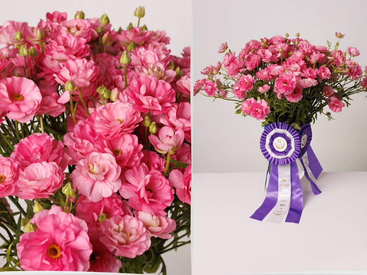 Ranunculus Moderna Dolce SAF Phoenix 2025