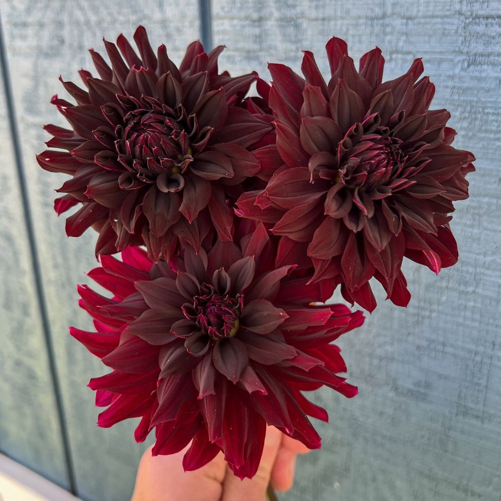 Red Dahlias grown at Darcy Dahlias Red dahlias grown at Darcy Dahlias - beautiful cut flowers - colorful flowers