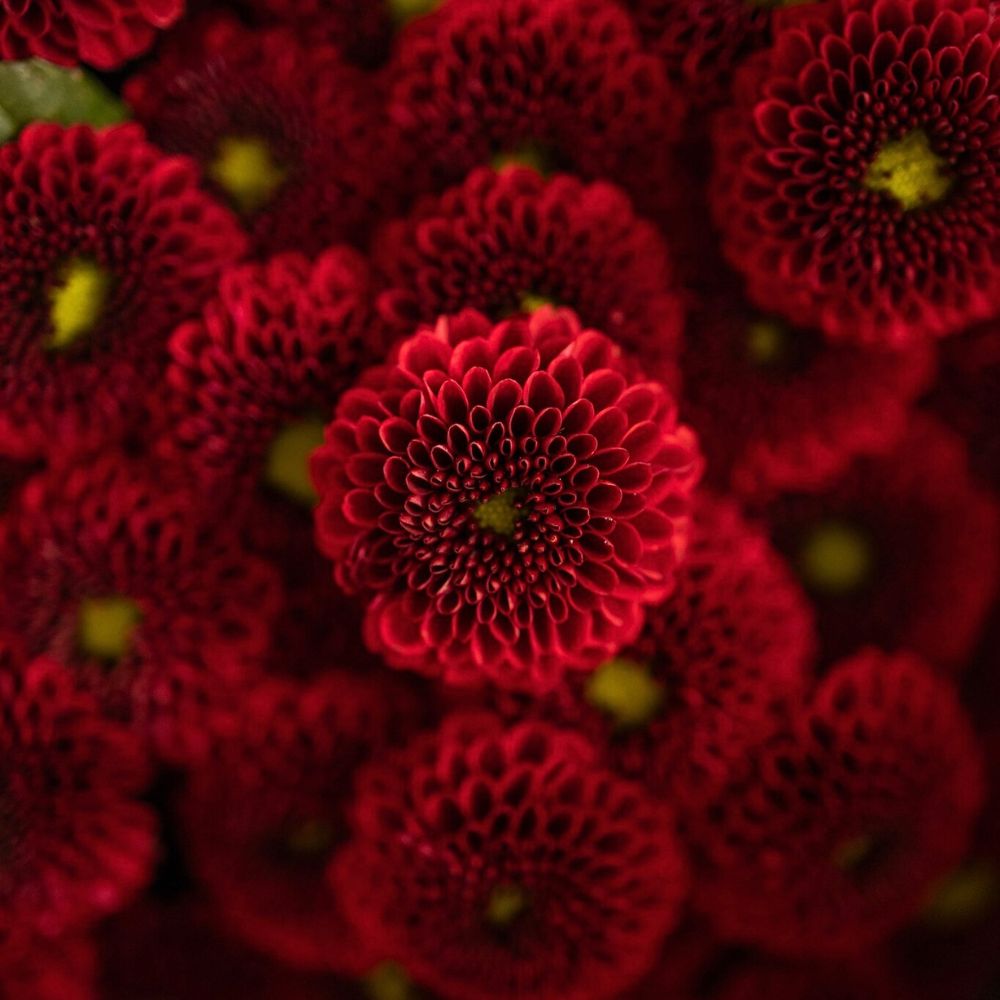 Red Chrysathemum variety from Dekker Chrysanthen typical shades of red of vibrant flowers - red chrysanthemums variety from Dekker Chrysanthen