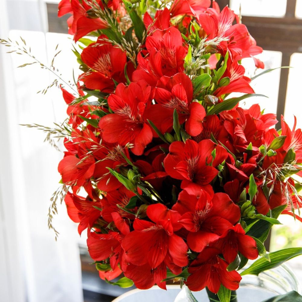 Beautiful red alstroemerias from Konst Alstroemeria red trumpet shaped flowers of red alstroemerias that look more enhanced with dark green foliage; Inset: Red Alstroemerias from Konst Alstroemeria