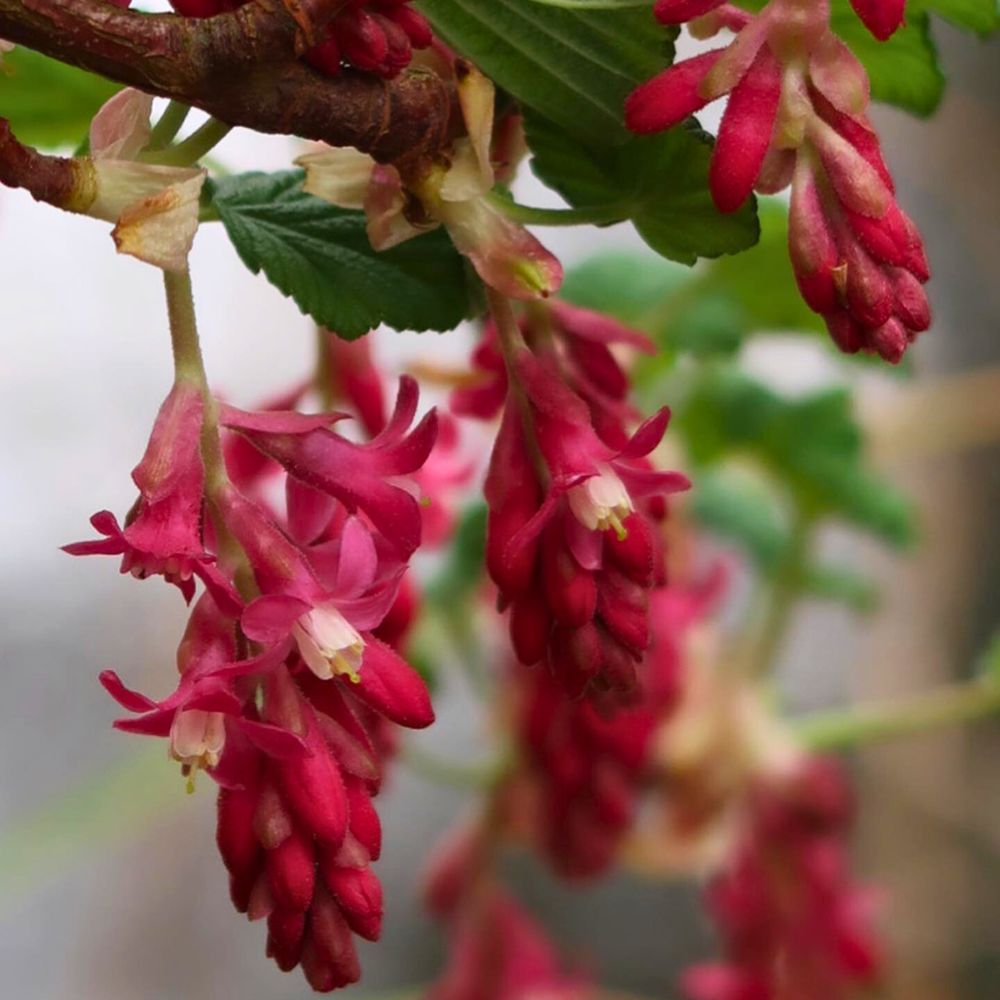 Ribes sanguineum also known as Currant typical trumpet shaped flowers in the shades of red; Inset: Ribes sanguineum also known as Currant