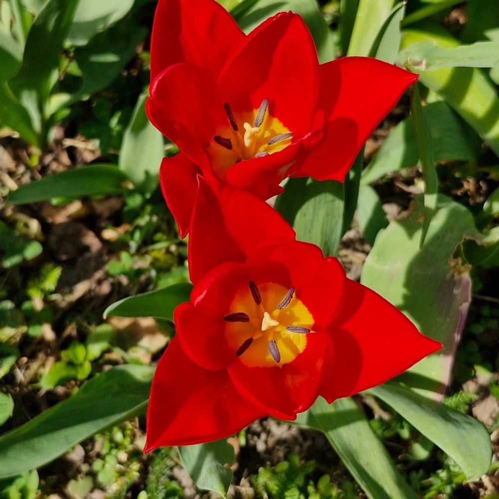 Fully open beautiful red tulips Red Flowers