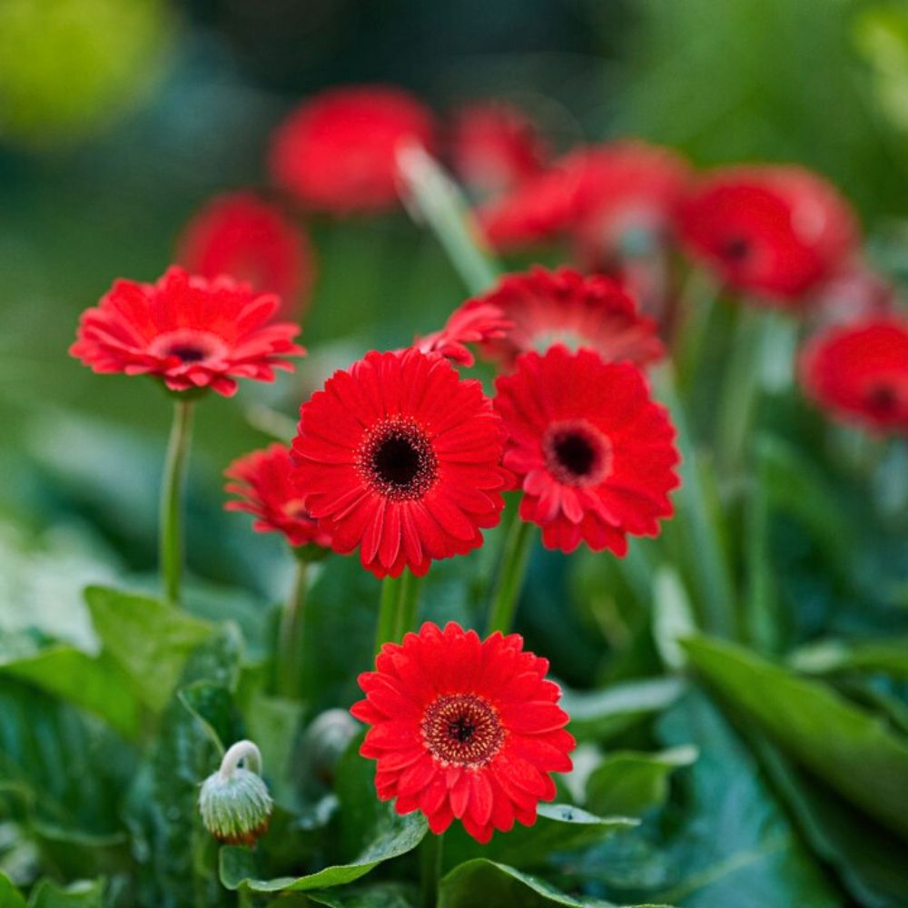 Gerbera Garvinea® from the breeder HilverdaFlorist Gerbera Garvinea® from the breeder HilverdaFlorist