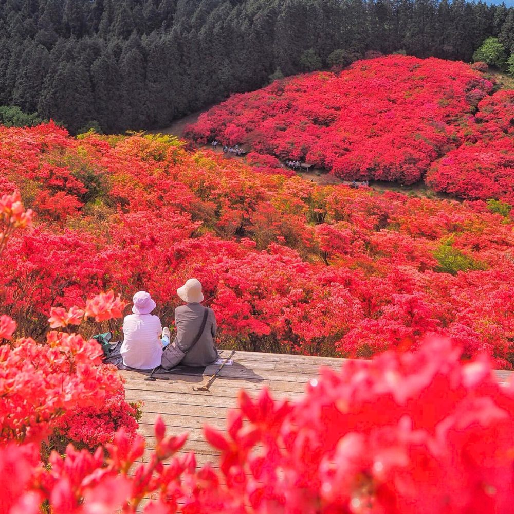 Couple surrounded by red azaleas A Couple surrounded by red azaleas, picture by @Tatsuya Kurisu