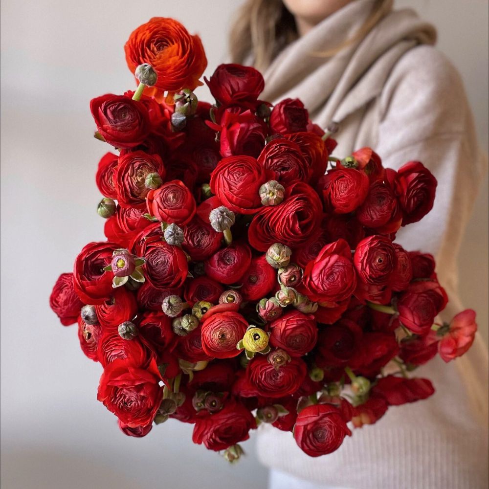 A bunch of red ranunculus colorful blooms in the shades of red- bunch of red ranunculus