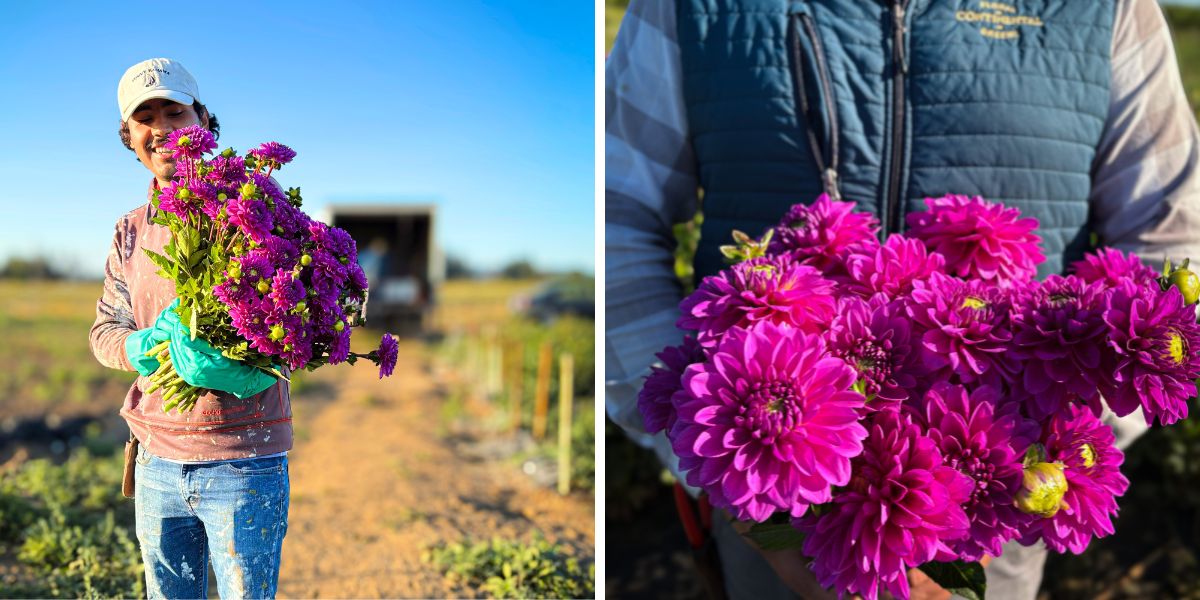 Hot pink Dahlias by Continental Floral Greens Hot pink Dahlias by Continental Floral Greens