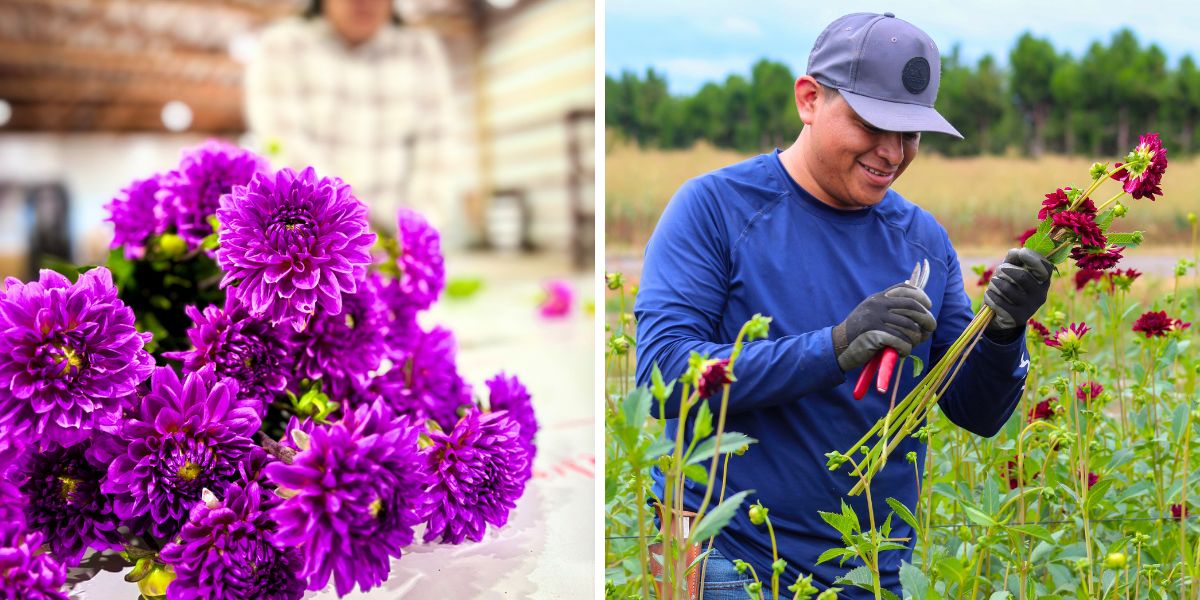Oregon team cutting fresh Dahlias from the farm Oregon team cutting fresh Dahlias from the farm