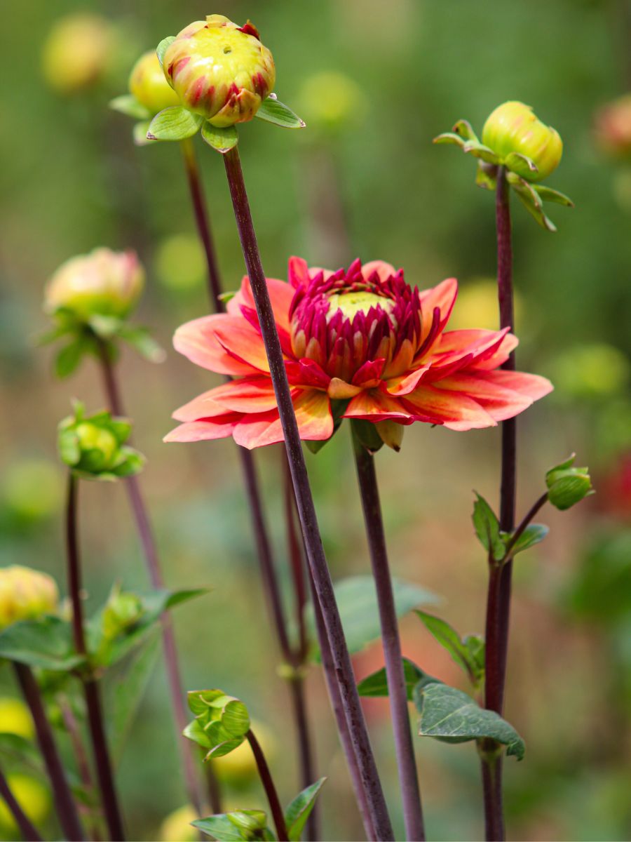 Dahlias by CFG in peak growth Dahlias by CFG in peak growth