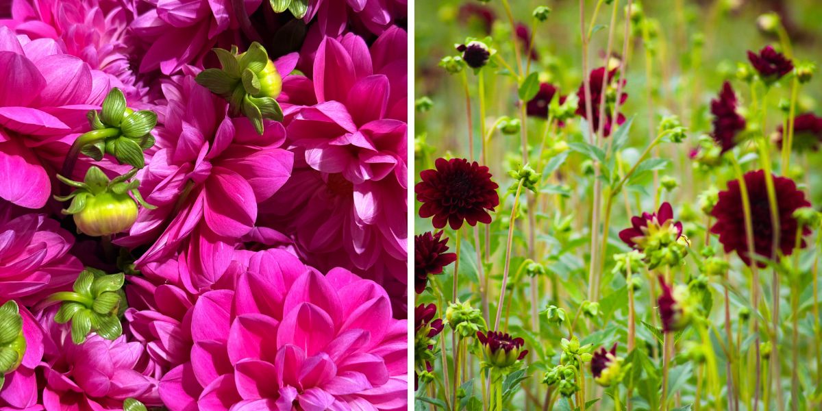 The detail in Dahlias grown in Oregon The detail in Dahlias grown in Oregon