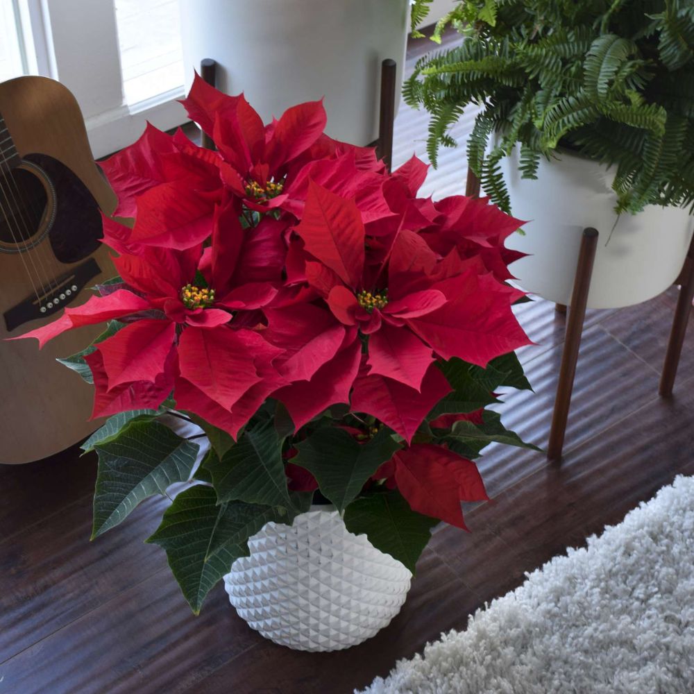 RINEHART POINSETTIAS FROM THE BREEDER DANZIGER Rinehart Poinsettias from the breeder Danziger